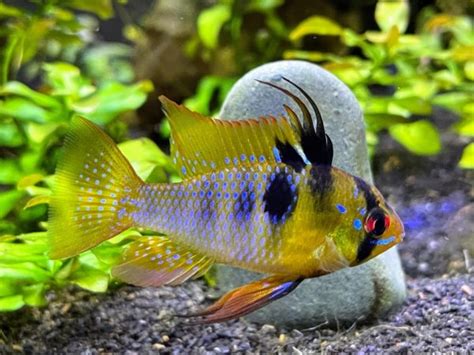 Blue Ram Cichlid: Complete Guide to Care, Breeding, Tank Size .